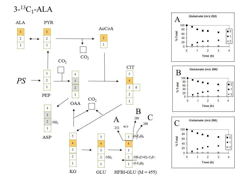 PlantMetabolicFluxAnalysis7.jpg