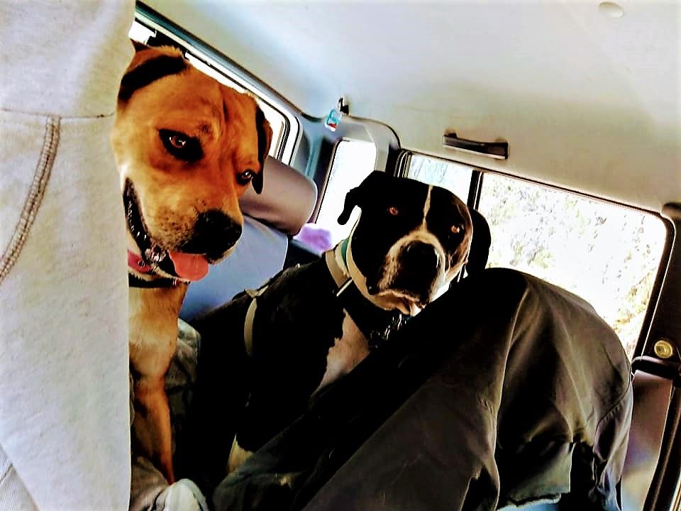 dogs in car (2).jpg