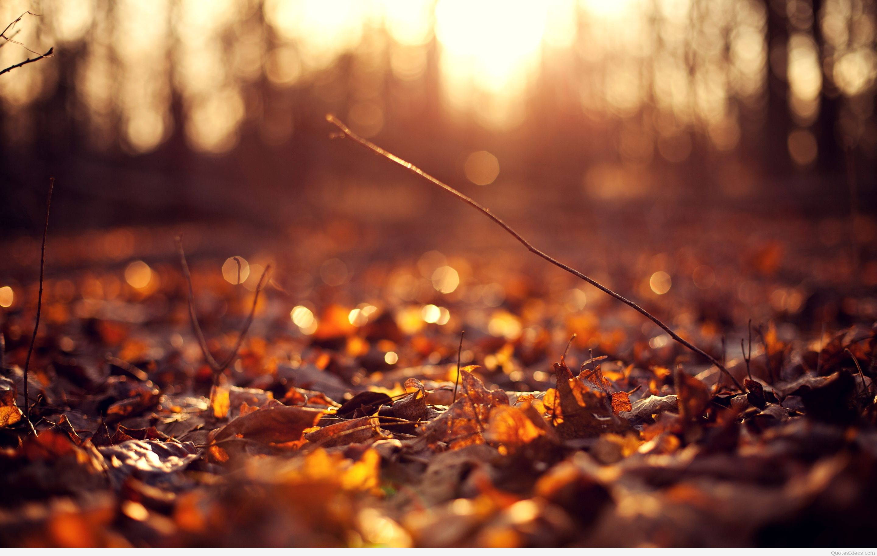Autumn-leaves-background-hd.jpg