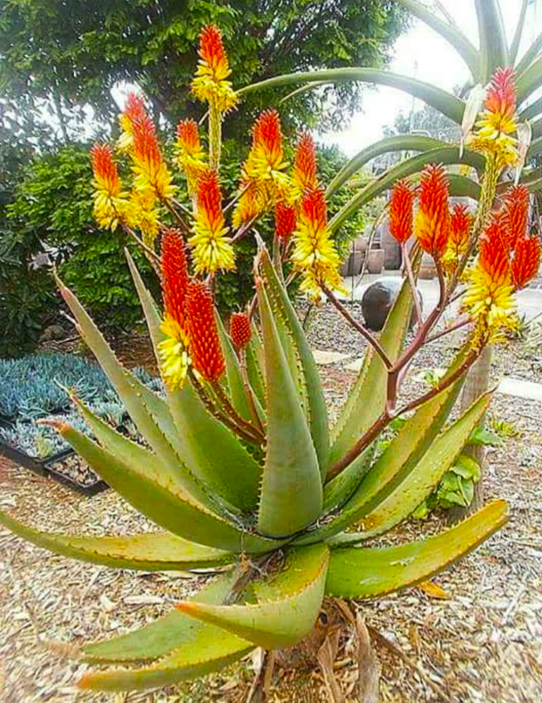 Цветущий столетник. Aloe gariepensis. Алоэ Барбадосское.