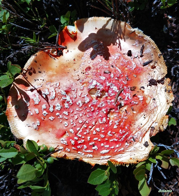 Colorado Amanita-20170813-002-opt.jpg