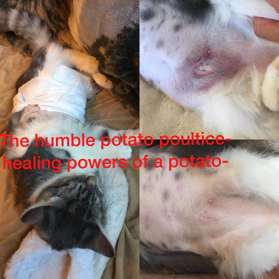 poultice for cats.jpg