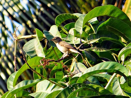 common-chiffchaff-290058__340.jpg