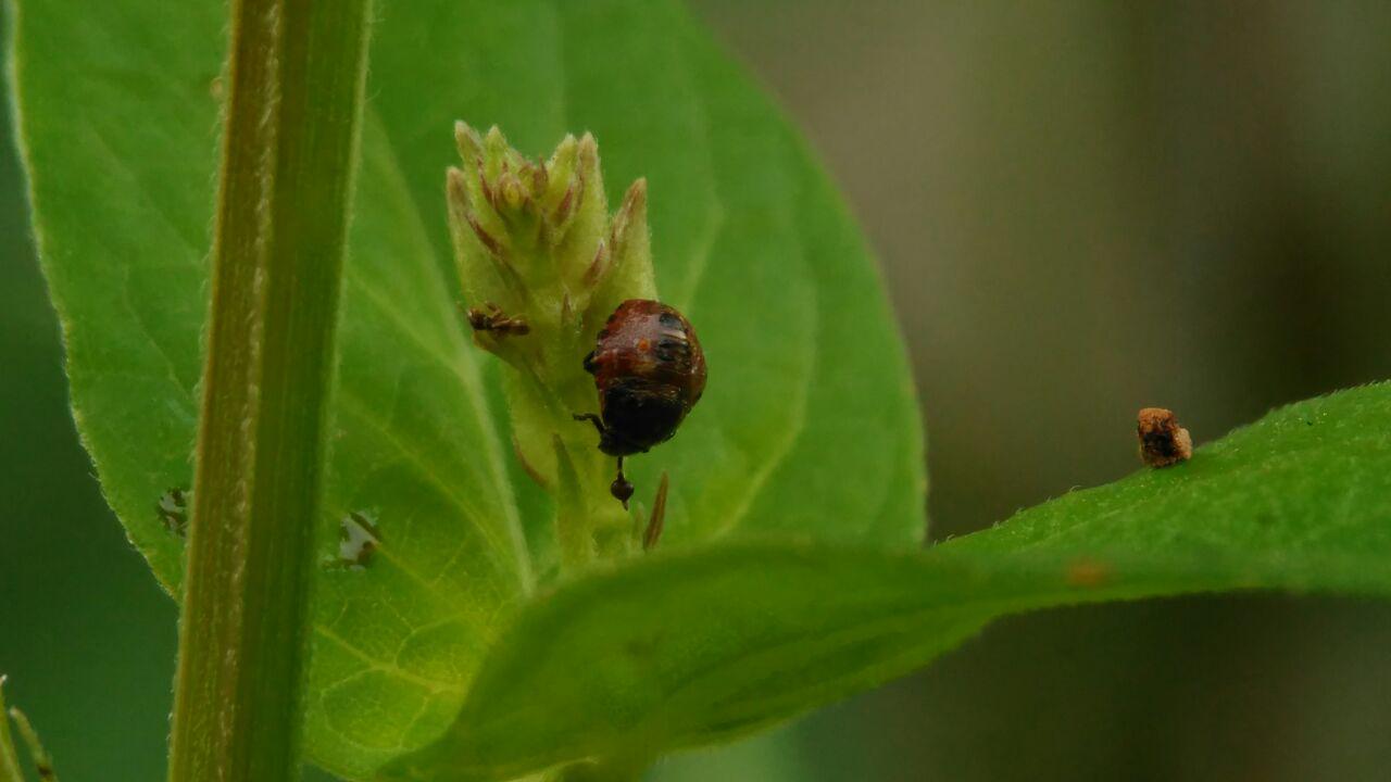 ladybugs (1).jpg