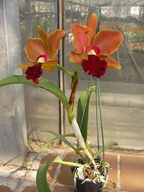 orquidea exótica.jpg
