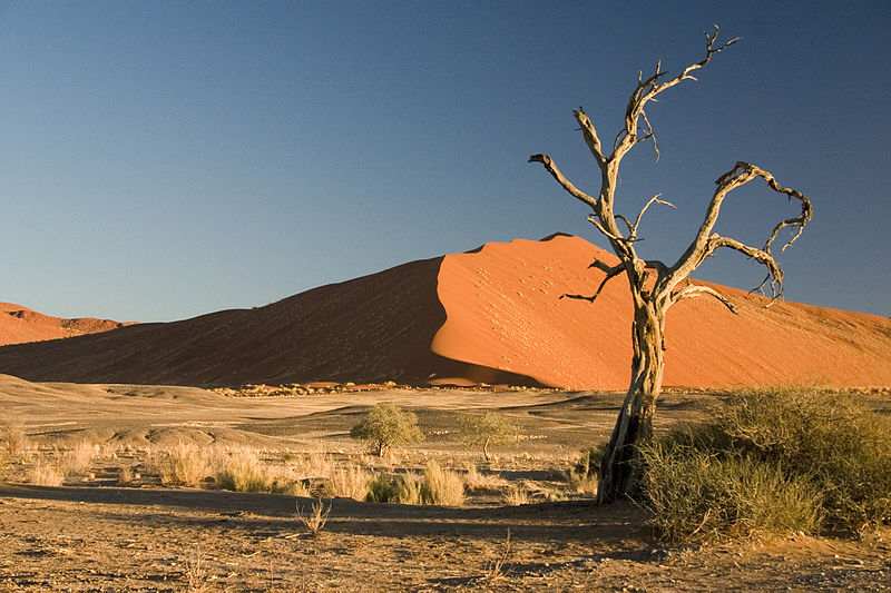800px-Thorn_Tree_Sossusvlei_Namib_Desert_Namibia_Luca_Galuzzi_2004.JPG