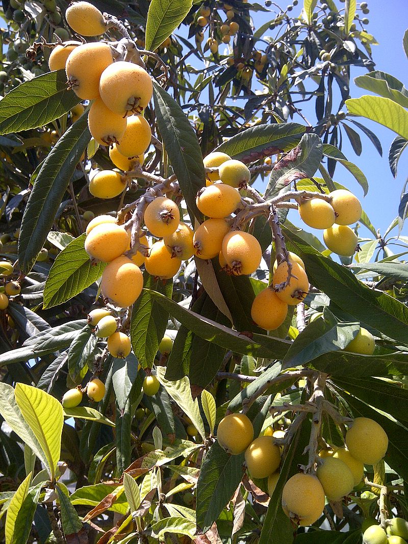 Loquat-0.jpg