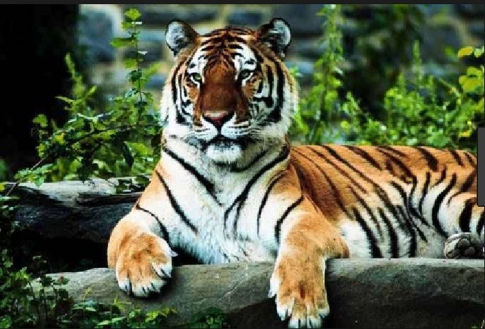 Saving The Royal Bengal Tiger.jpg