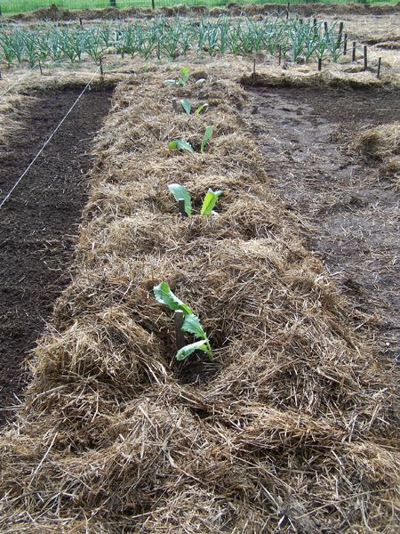 Big garden - artichokes mulched crop May 2018.jpg