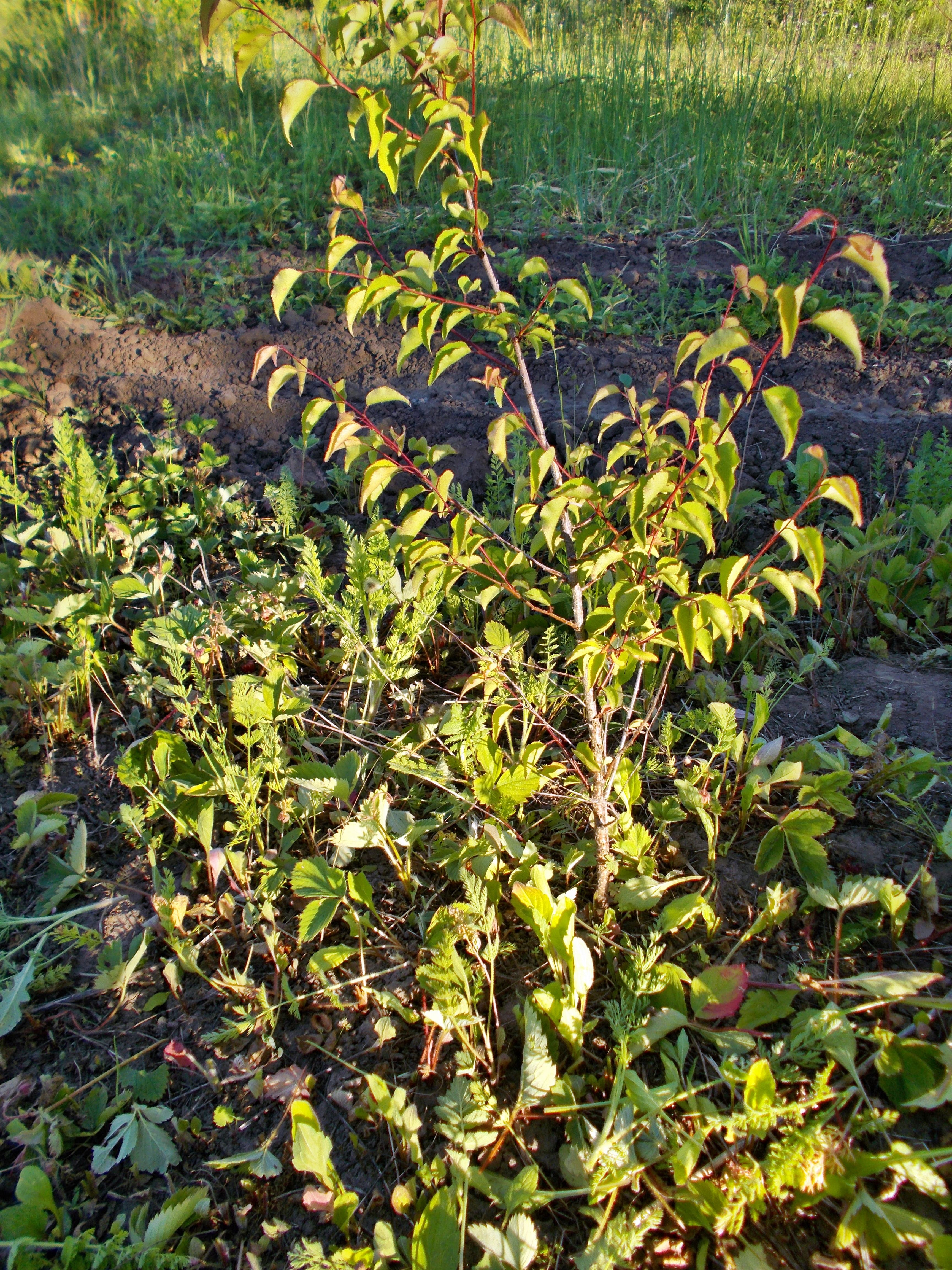 DSCN0951.JPG