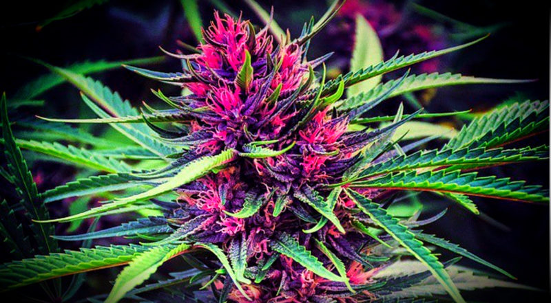 weed-porn-beautiful-bud-800x441.jpg