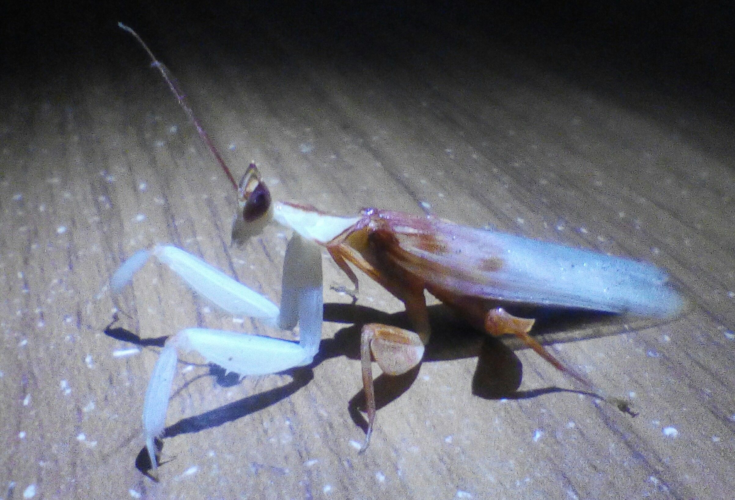 IMG_20180302_000414_208.JPG