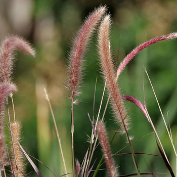 purple-fountain-grass-7797.jpg