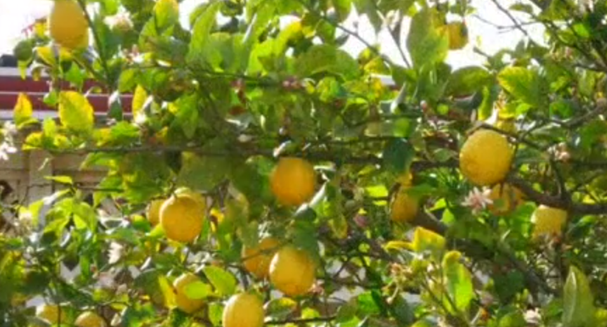 Lemon tree.png