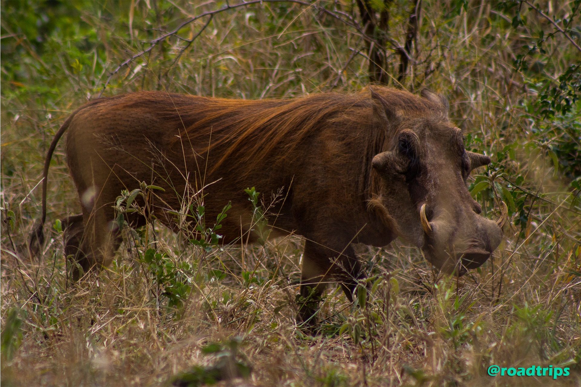 Warthog.jpg