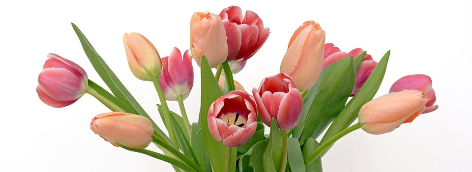 tulips-2152974_960_720.jpg