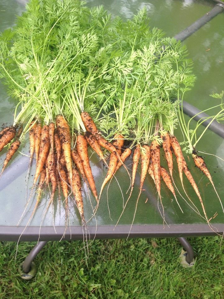 carrots 6.jpg