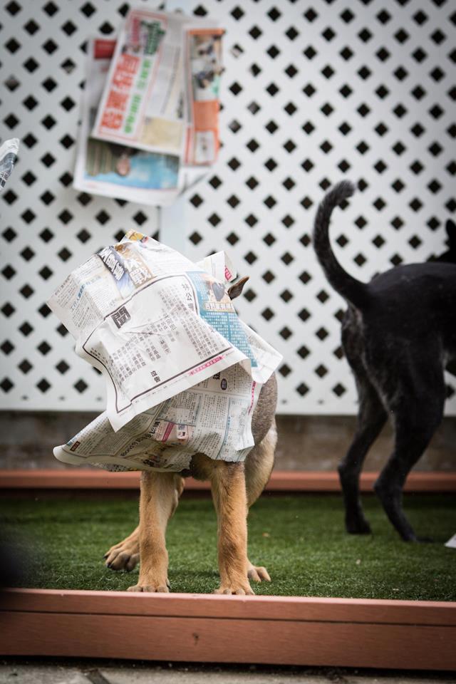 Windy newspaper pup.jpg