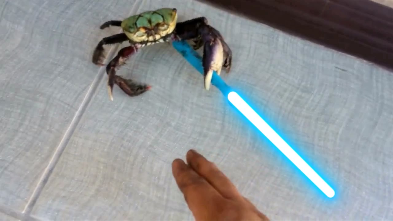 crab.jpg