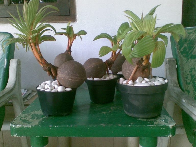 Cara-membuat-bonsai-kelapa-bercabang-6.jpg