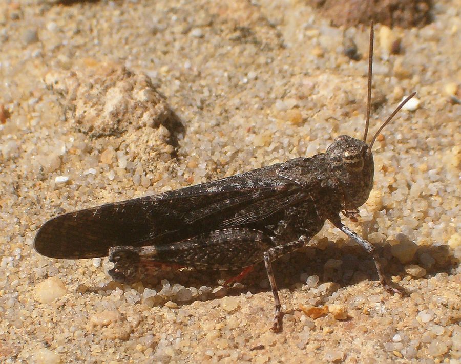 735HPIM5466 rc.jpg