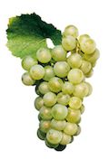 Chardonnay-grapes.jpg