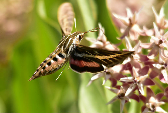 White-lined Sphinx Moth.jpg