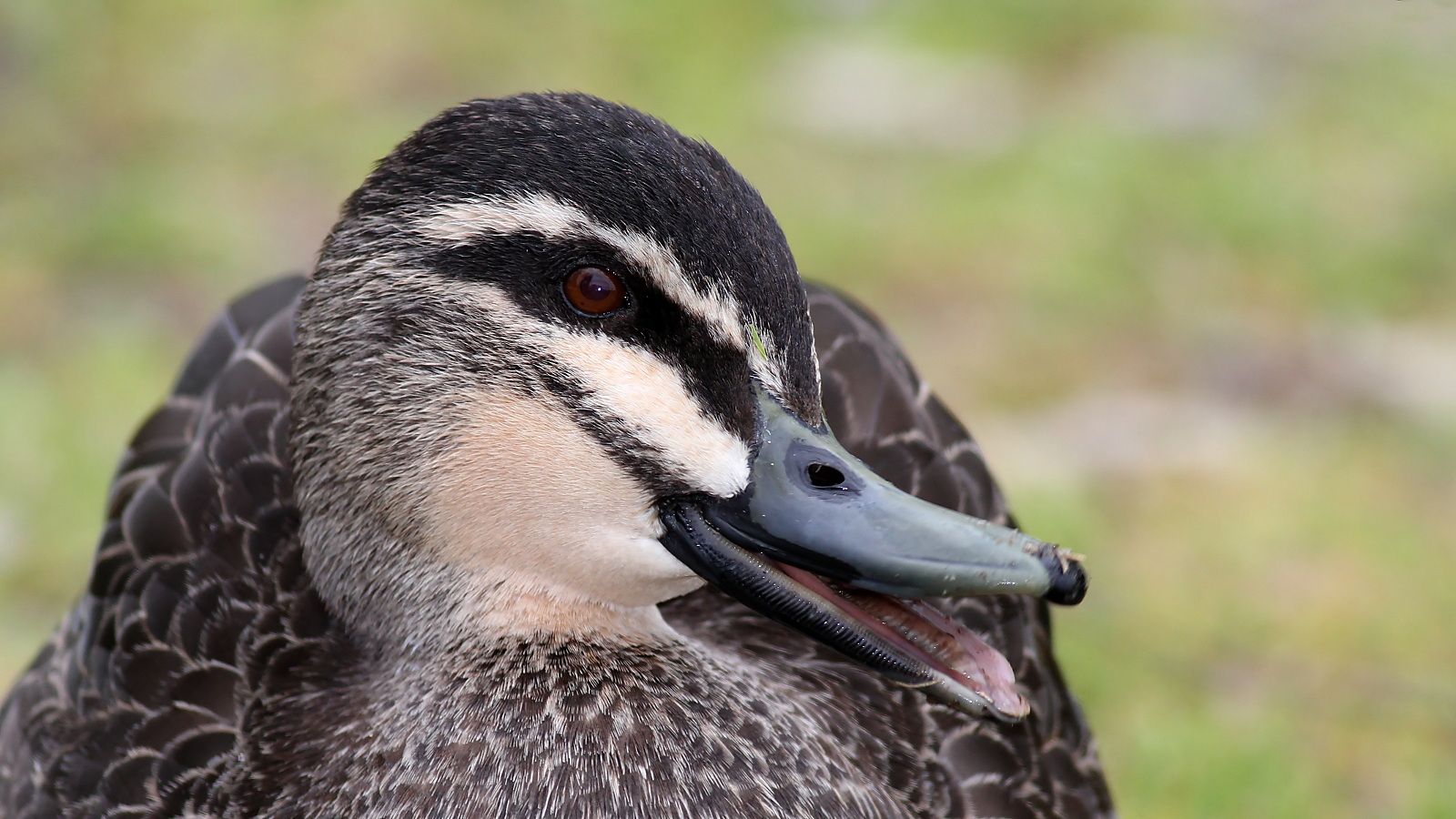 Pacific Black Duck 2.jpg