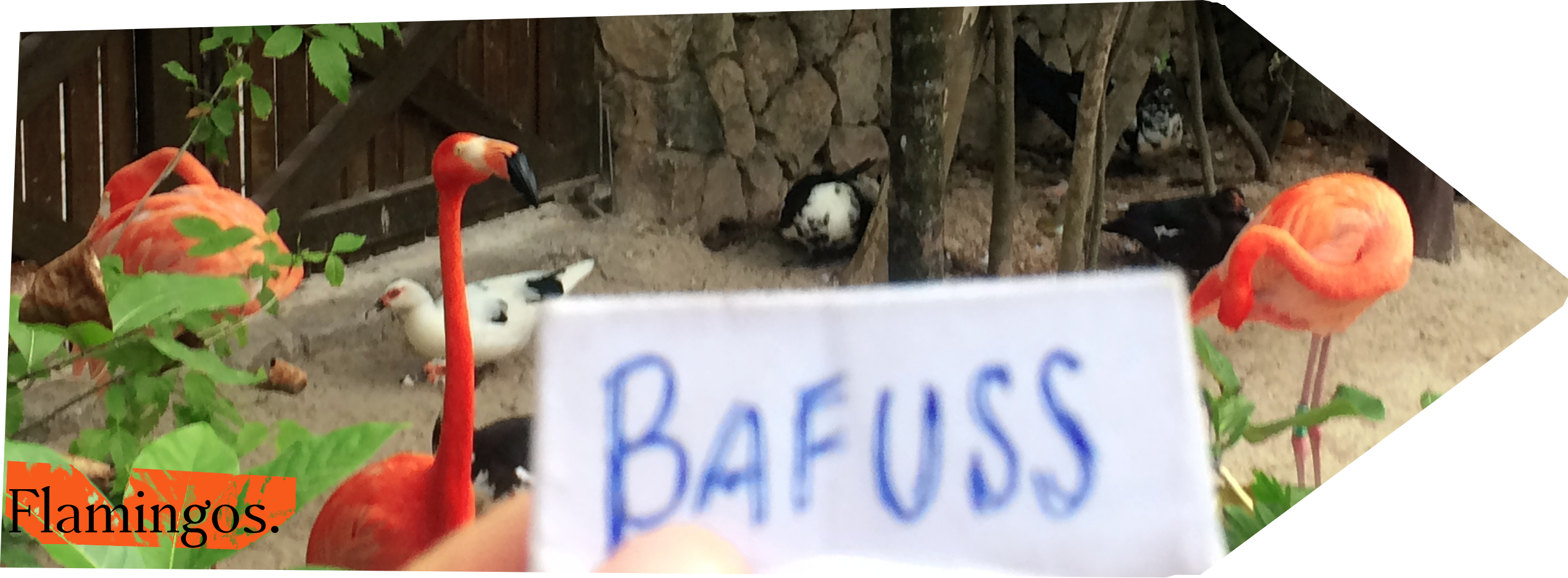 arrr.png