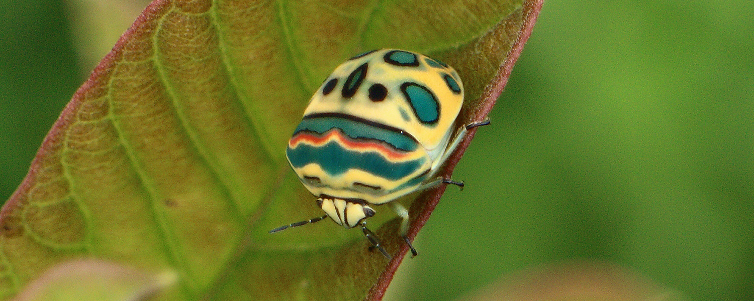 picasso-bug-Sphaerocoris-annulus-Roberts.jpg