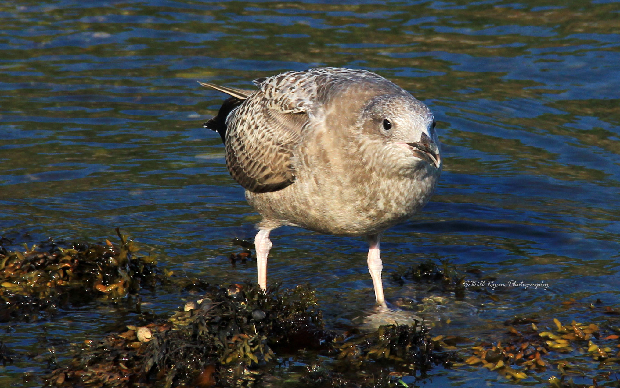 Speckled Sea gull IMG_0783.jpg