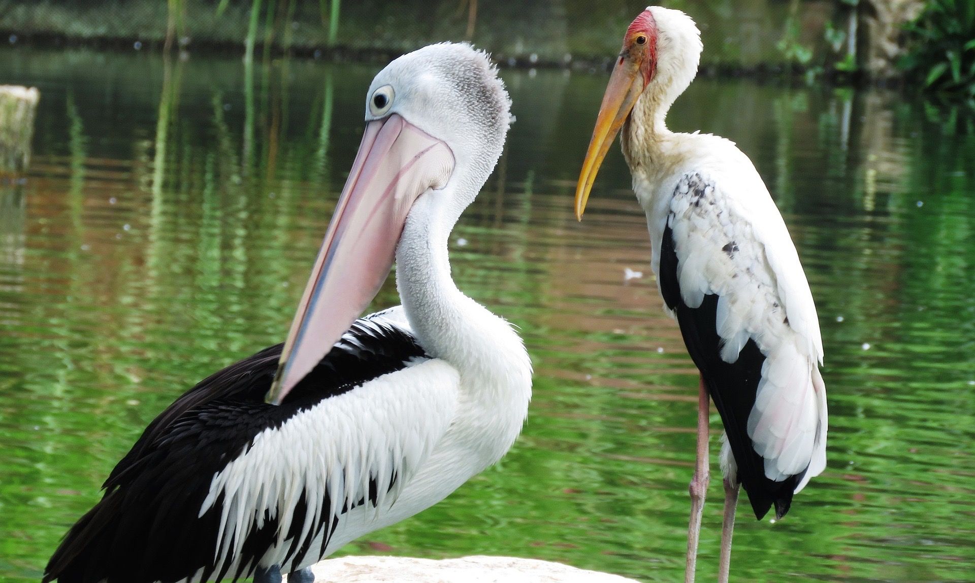 spotbilled-pelican-2458827_1920.jpg