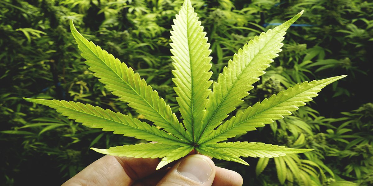 cannabis studies leaf.jpg