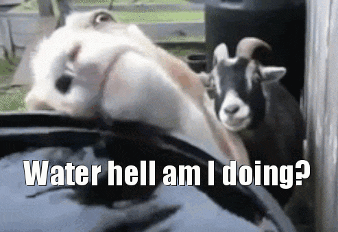 Water-Hell-Am-I-Doing.gif