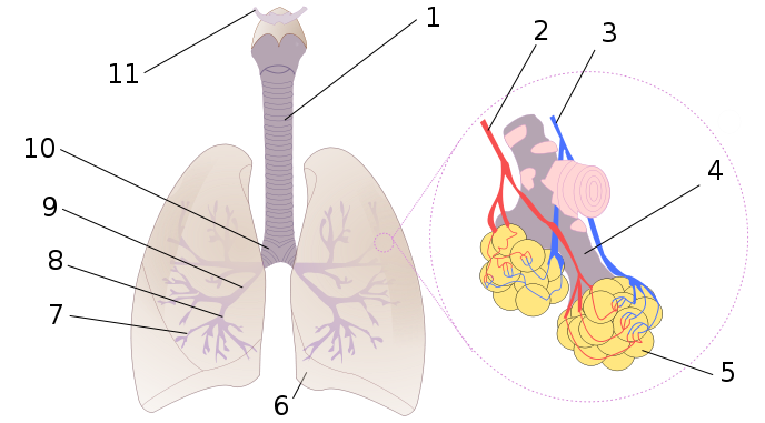 688px-Diagrama_de_los_pulmones.svg.png