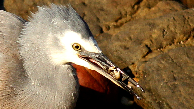 White-faced Heron n4.jpg