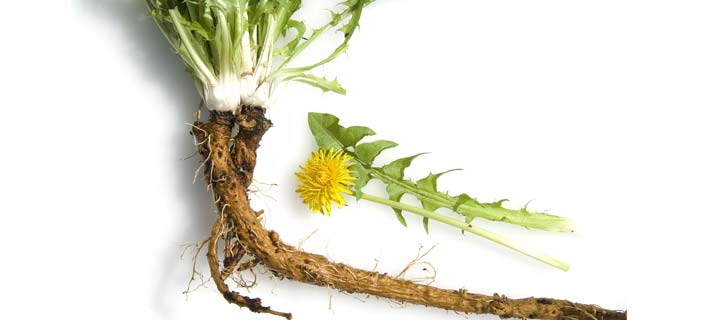 dandelion-roots-cancer.jpg