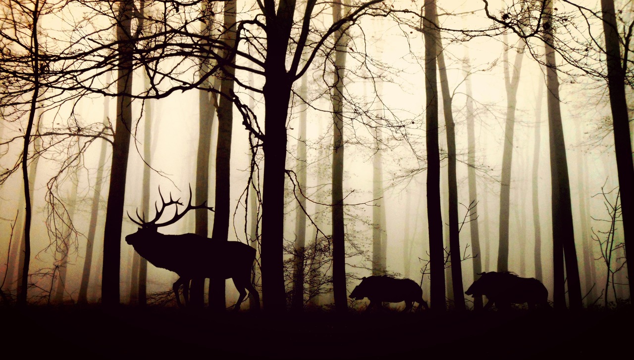 forest-1818690_1280.jpg