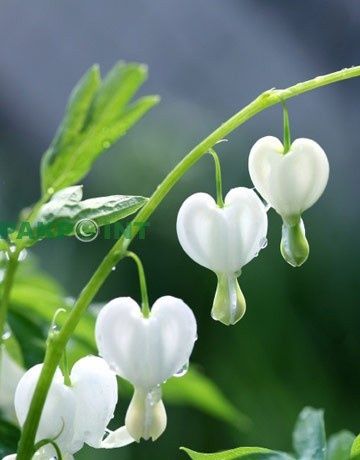 b87cb1e30aba64a3f8411d6796c260ae--bleeding-heart-flower-bleeding-hearts.jpg