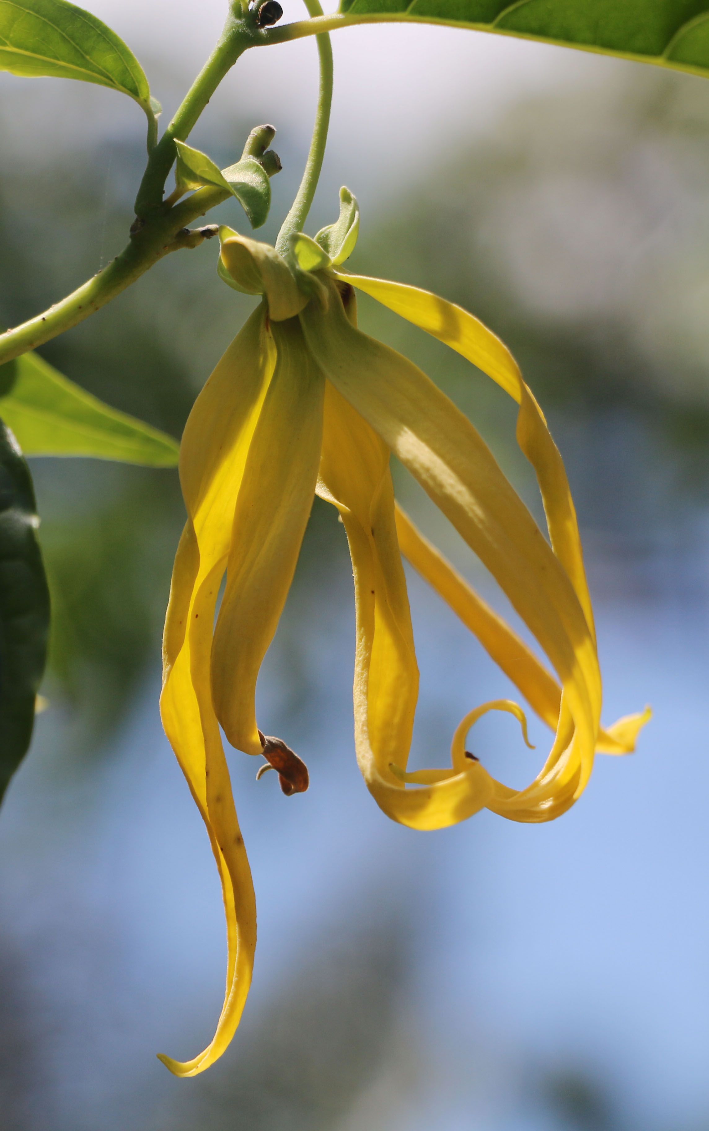 Seulanga Flower.jpg