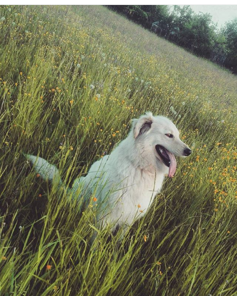 Screenshot-2018-3-6 Martynka 💕 na Instagramie „#Aisza #mylady #dog #bestfriends #field #sunset #eveningwithmylove #pies #s[...](1).png