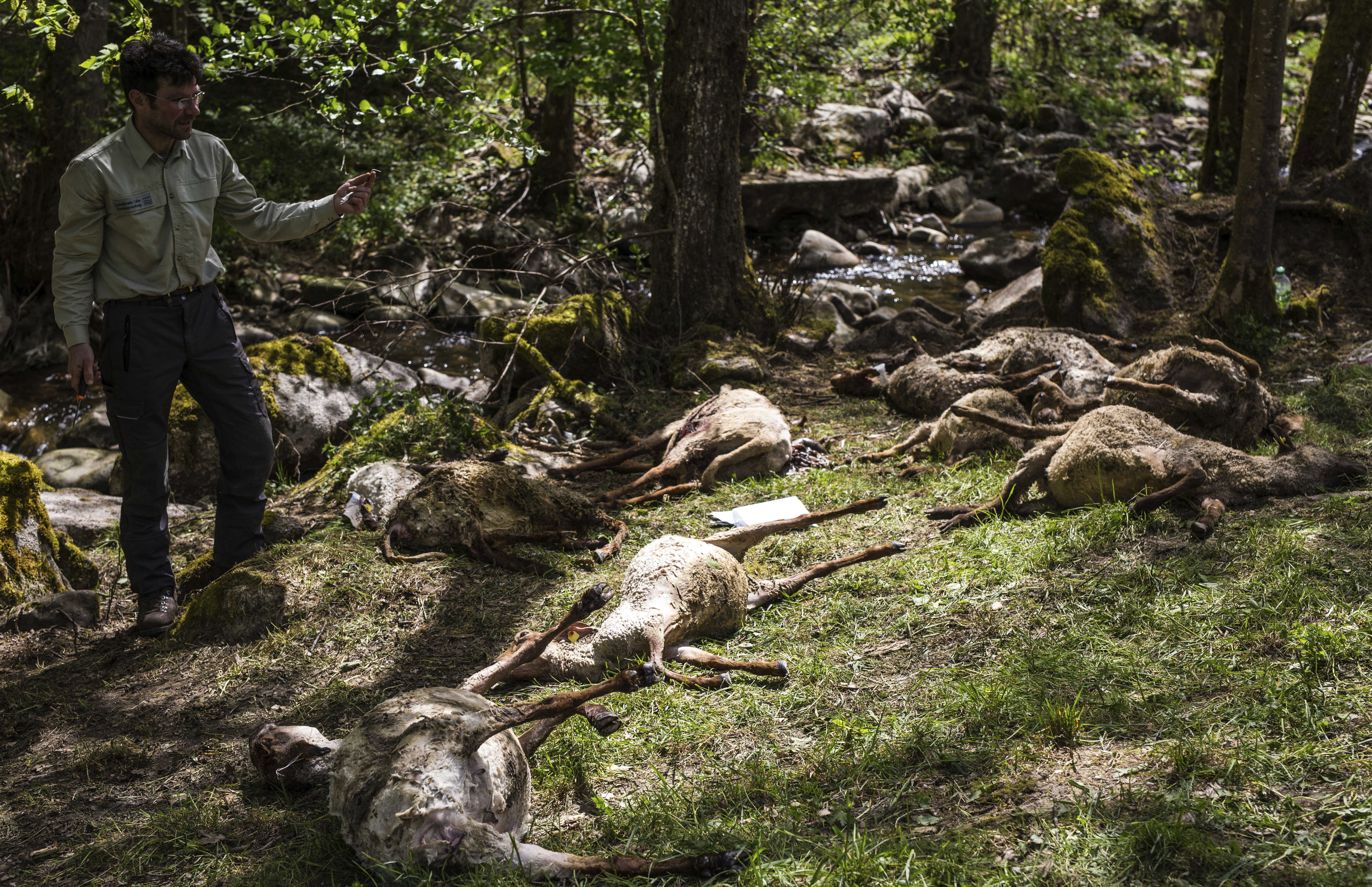 wolf-attack-sheep-germany.jpg