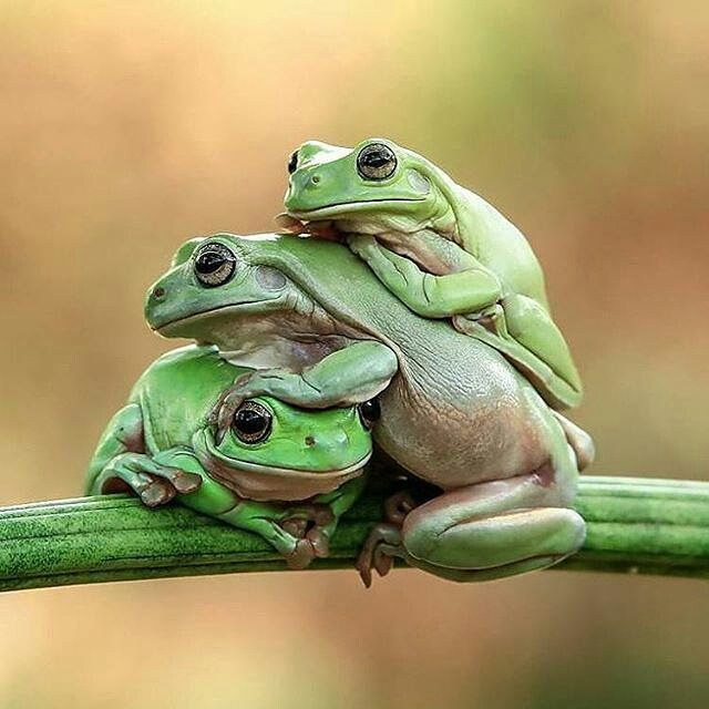 23c8bd0ec8e3823c77c8e8ebbd7d4f1e--tree-frogs-photo-s.jpg