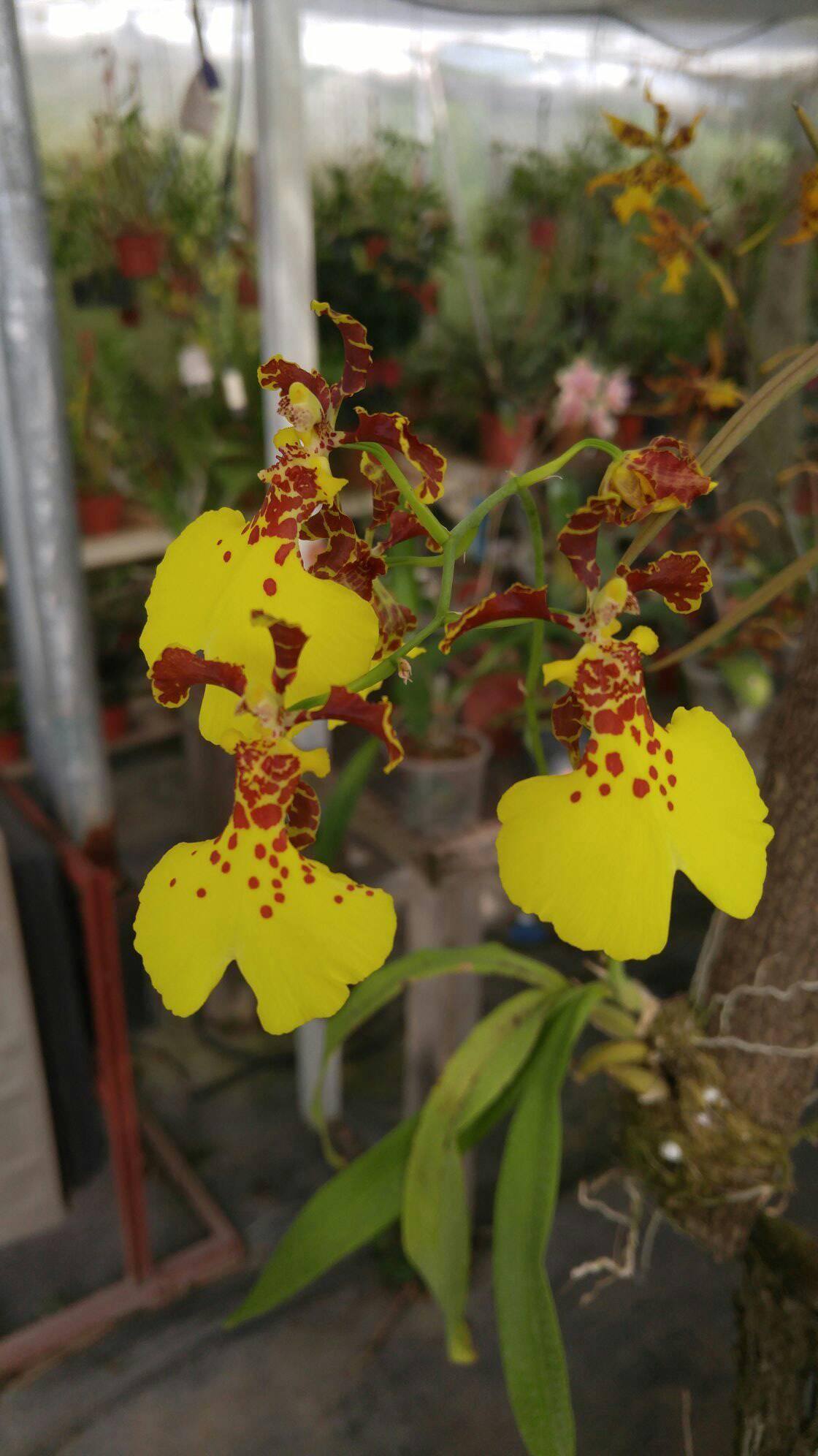 bailarina mulata x forbesii.jpg