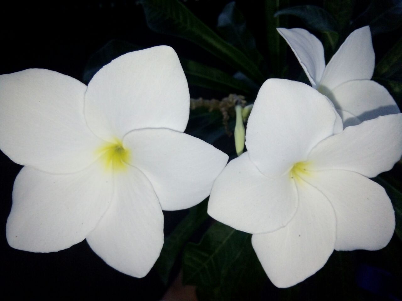 Gambar Bunga Kamboja Putih Gambar Bunga 