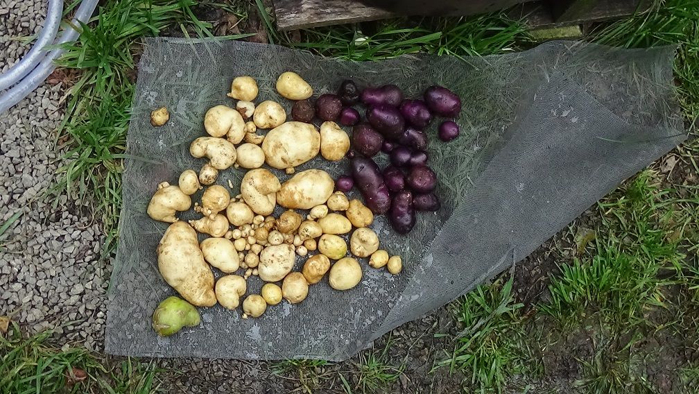 potatoes (7).JPG