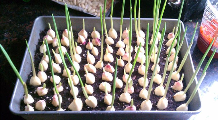 stop-buying-garlic-heres-how-to-grow-an-endless-supply-of-garlic-right-at-home.jpg