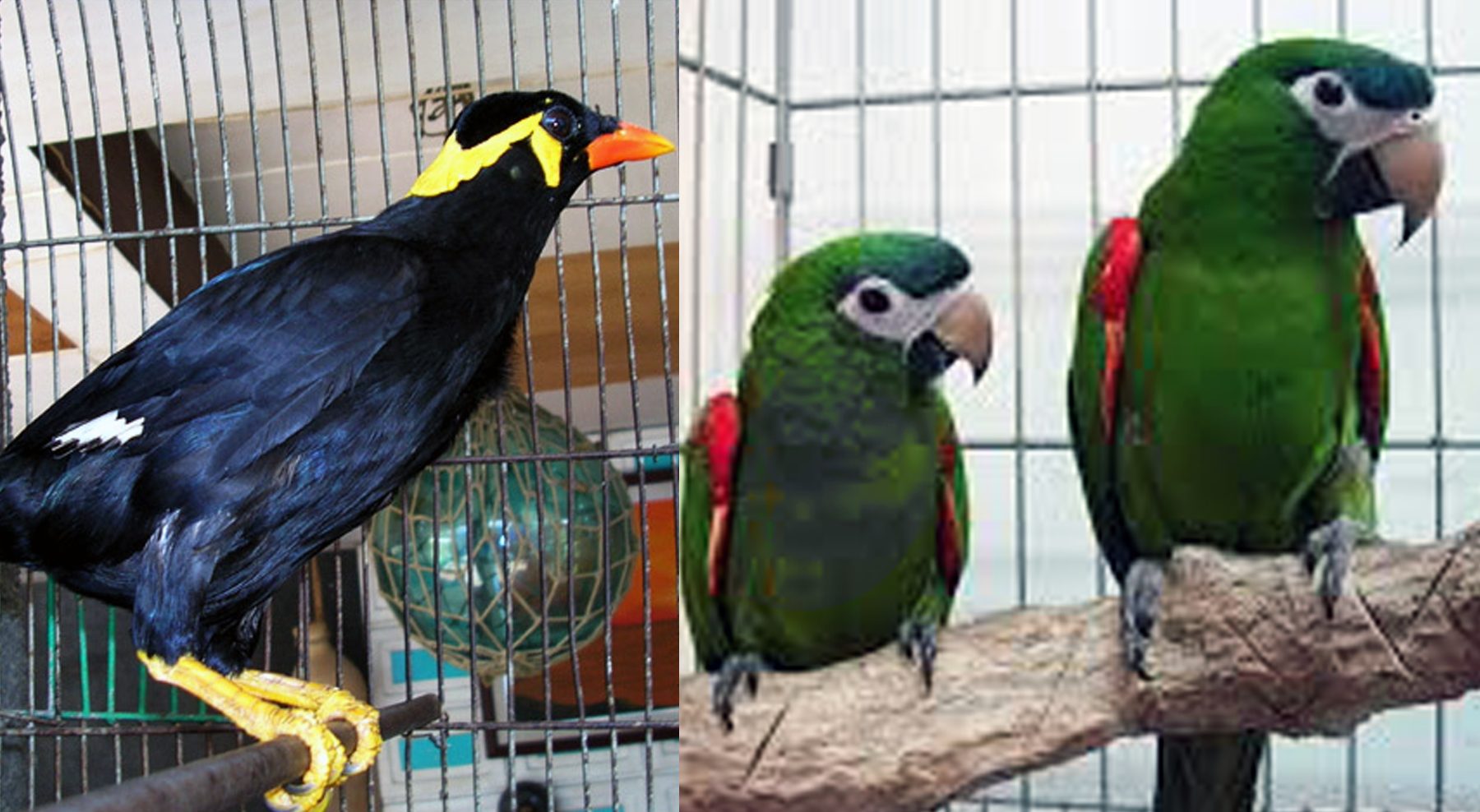 mynah and parrot.png
