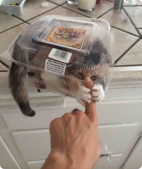 cat-attack-almond-cookie-pack-r-mobile.jpg