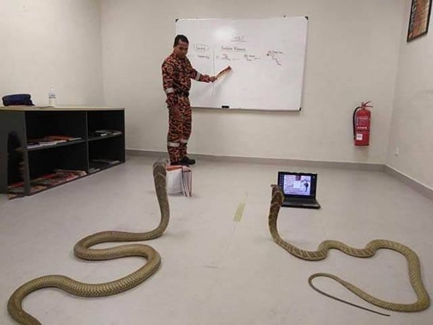 learning-how-to-snek-is-hard-252180.jpg